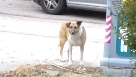 Ankara’da mahallelinin başıboş köpek sürüsü isyanı