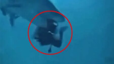 Maldivler’de fecî olay: Köpek balığı dalgıcın başını ısırdı